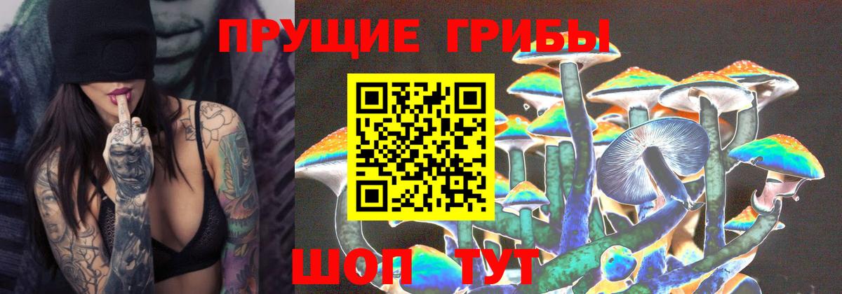 Галлюциногенные грибы Psilocybe Елец